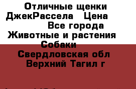 Отличные щенки ДжекРассела › Цена ­ 50 000 - Все города Животные и растения » Собаки   . Свердловская обл.,Верхний Тагил г.